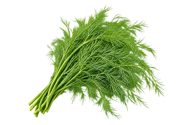 A bunch of fresh dill on a yellow background: plain herb is suitable for dogs and cats with limits, while essential oil is hazardous