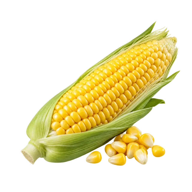 An ear of corn and loose kernels on yellow with dog and cat outlines: kernels are allowed with restrictions; the cob is dangerous.
